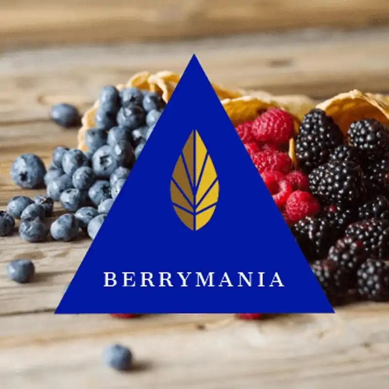 Azure Gold Line Berrymania