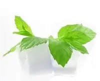 10 ML PURE MENTHOL EXTRACT FOR DIY - E-LIQUID
